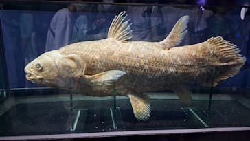 特別展「海　―生命のみなもと―」（国立科学博物館）に投稿された画像（2023/8/3）