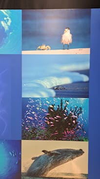 特別展「海　―生命のみなもと―」（国立科学博物館）に投稿された画像（2023/8/3）