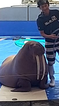 大分マリーンパレス水族館 「うみたまご」に投稿された画像（2023/8/3）