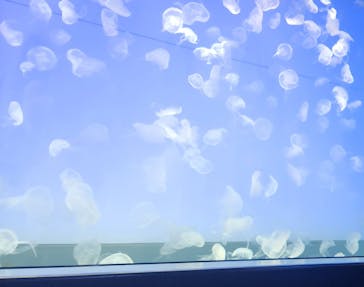 アクアワールド茨城県大洗水族館に投稿された画像（2023/8/3）