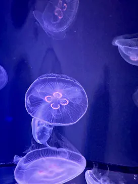 すみだ水族館に投稿された画像（2023/8/3）