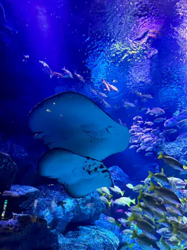 すみだ水族館に投稿された画像（2023/8/3）