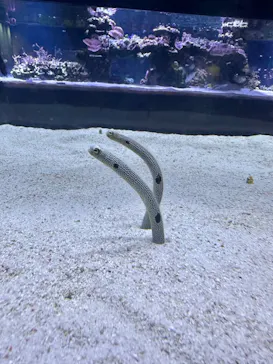 すみだ水族館に投稿された画像（2023/8/3）