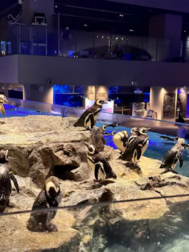 すみだ水族館に投稿された画像（2023/8/3）