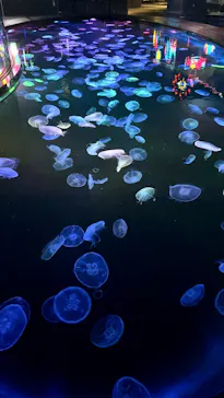 すみだ水族館に投稿された画像（2023/8/3）