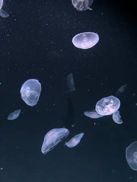 サンシャイン水族館に投稿された画像（2023/8/3）