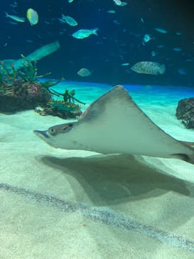 サンシャイン水族館に投稿された画像（2023/8/3）