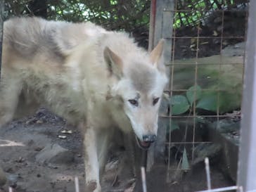 群馬サファリパークに投稿された画像（2023/8/3）