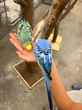 Moff アニマル カフェ イーアス 高尾店に投稿された画像（2023/8/3）