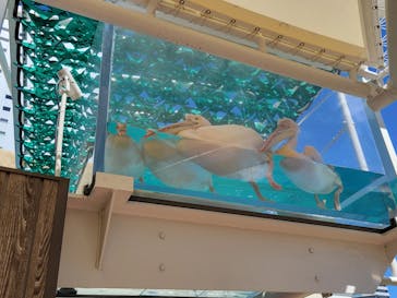 サンシャイン水族館に投稿された画像（2023/8/3）
