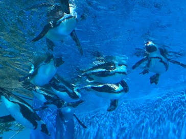 サンシャイン水族館に投稿された画像（2023/8/3）