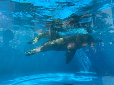 サンシャイン水族館に投稿された画像（2023/8/3）
