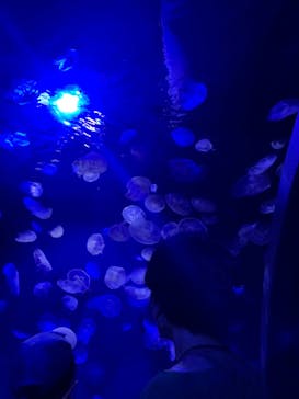 サンシャイン水族館に投稿された画像（2023/8/3）