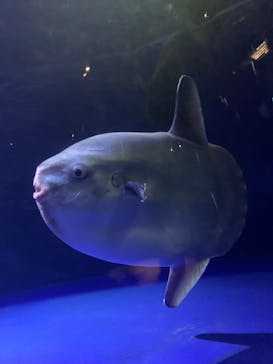 サンシャイン水族館に投稿された画像（2023/8/3）