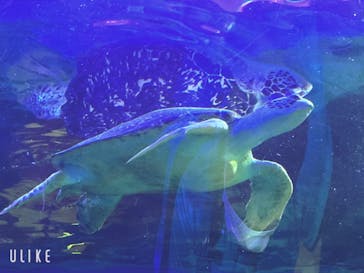 しながわ水族館に投稿された画像（2023/8/3）