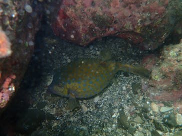 葉山ダイビングサービスに投稿された画像（2023/8/3）