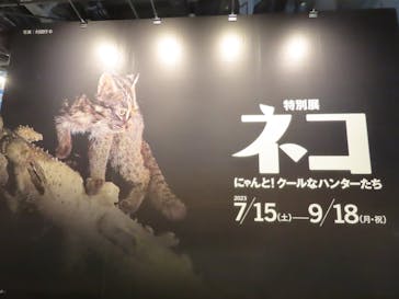 特別展「ネコ」 ～にゃんと！クールなハンターたち～に投稿された画像（2023/8/3）
