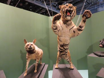 特別展「ネコ」 ～にゃんと！クールなハンターたち～に投稿された画像（2023/8/3）