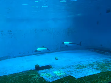 仙台うみの杜水族館に投稿された画像（2023/8/3）