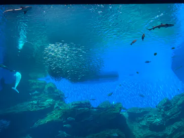 仙台うみの杜水族館に投稿された画像（2023/8/3）