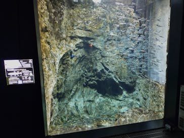 サケのふるさと 千歳水族館に投稿された画像（2023/8/3）