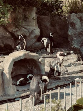 サンシャイン水族館に投稿された画像（2023/8/3）