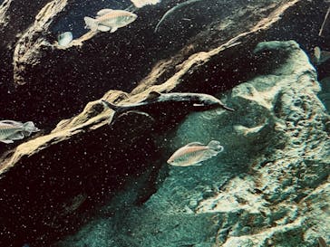 サンシャイン水族館に投稿された画像（2023/8/3）