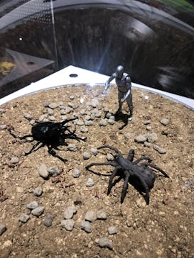 昆虫最強王図鑑展に投稿された画像（2023/8/3）