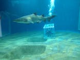 アクアワールド茨城県大洗水族館に投稿された画像（2023/8/3）