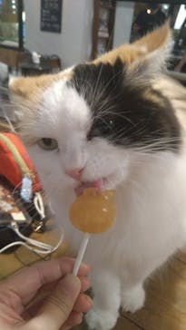 猫カフェモカ　池袋東口店に投稿された画像（2023/8/3）