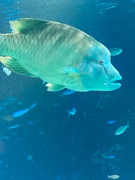 サンシャイン水族館に投稿された画像（2023/8/3）