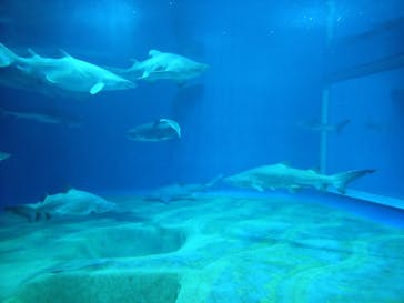 アクアワールド茨城県大洗水族館に投稿された画像（2023/8/3）