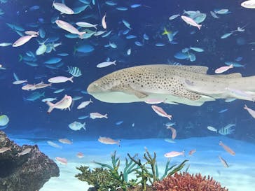 サンシャイン水族館に投稿された画像（2023/8/3）