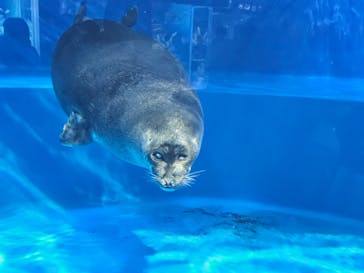 サンシャイン水族館に投稿された画像（2023/8/3）