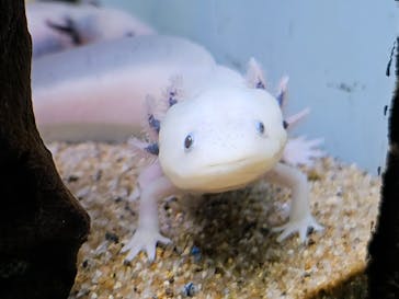 サンシャイン水族館に投稿された画像（2023/8/3）