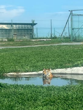 岩手サファリパークに投稿された画像（2023/8/3）
