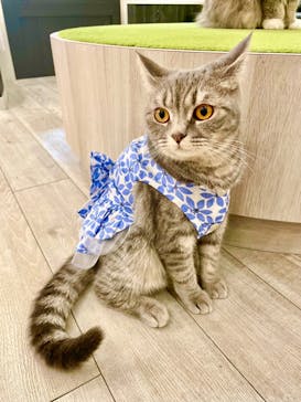 猫カフェモカ　アルシェ大宮店に投稿された画像（2023/8/3）