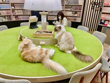 猫カフェモカ　アルシェ大宮店に投稿された画像（2023/8/3）