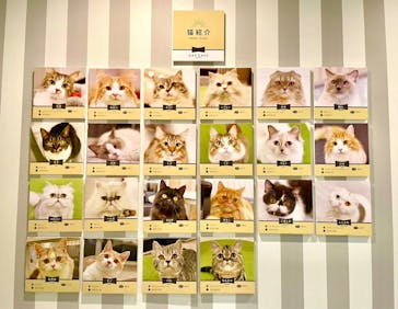 猫カフェモカ　アルシェ大宮店に投稿された画像（2023/8/3）