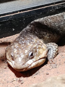 体感型動物園iZooに投稿された画像（2023/8/3）