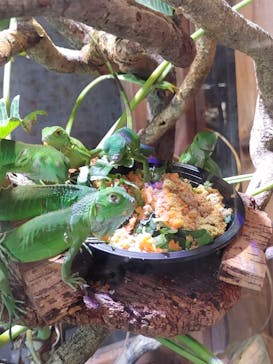 体感型動物園iZooに投稿された画像（2023/8/3）