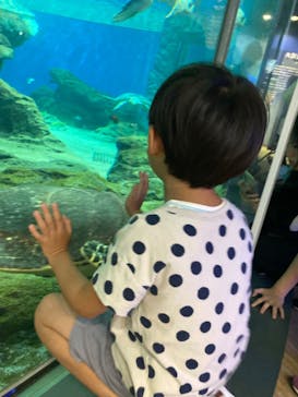 名古屋港水族館に投稿された画像（2023/8/3）