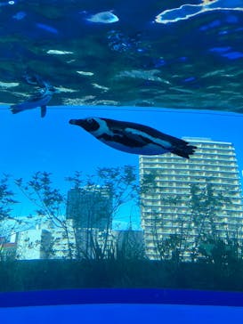 サンシャイン水族館に投稿された画像（2023/8/3）