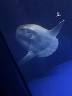 サンシャイン水族館に投稿された画像（2023/8/3）
