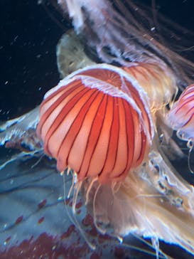 サンシャイン水族館に投稿された画像（2023/8/3）