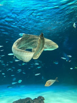 サンシャイン水族館に投稿された画像（2023/8/3）
