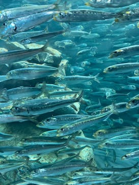 サンシャイン水族館に投稿された画像（2023/8/3）