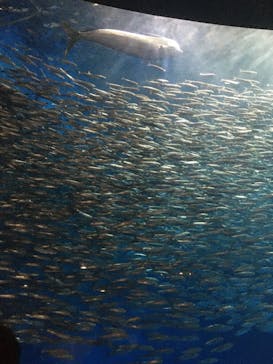 名古屋港水族館に投稿された画像（2023/8/3）