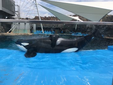 名古屋港水族館に投稿された画像（2023/8/3）