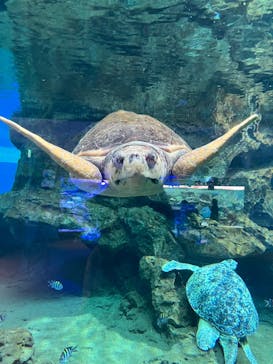 名古屋港水族館に投稿された画像（2023/8/3）